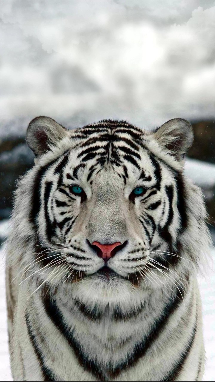 white tiger