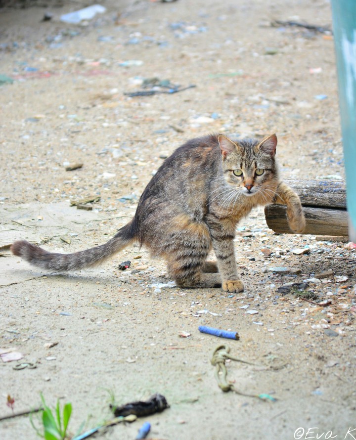 Just a cat ordering a drink
