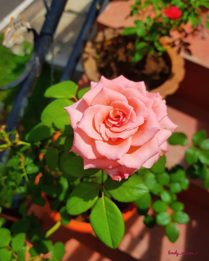 Flower from my home garden
