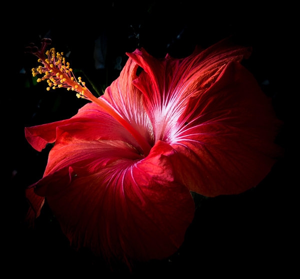 hibiscus