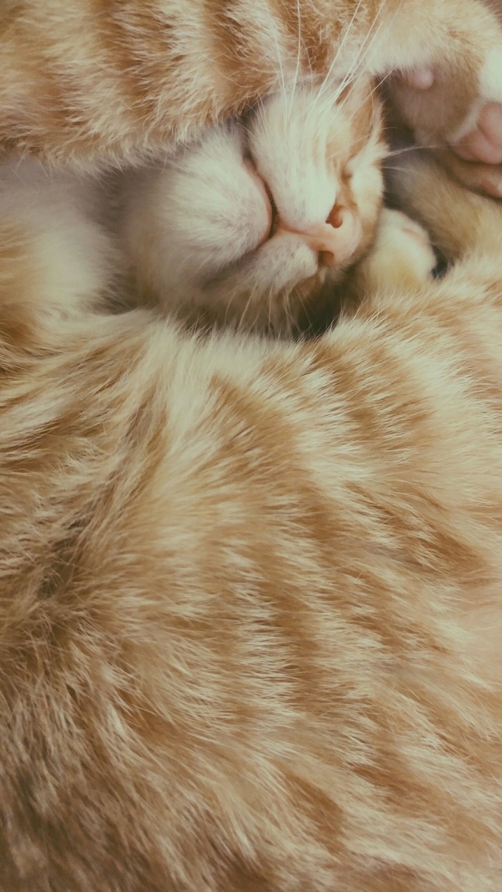 치즈고양이