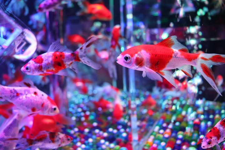 金魚