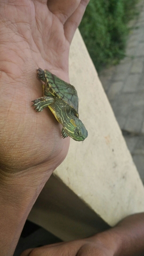 tortoise love