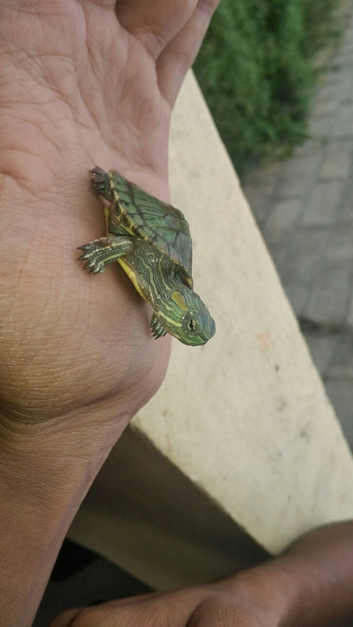tortoise love 