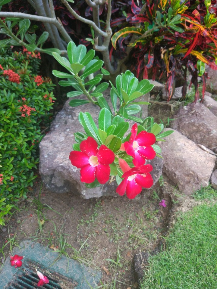 Mexico