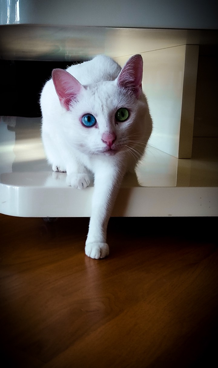 curious multicolored eyes of white cat??