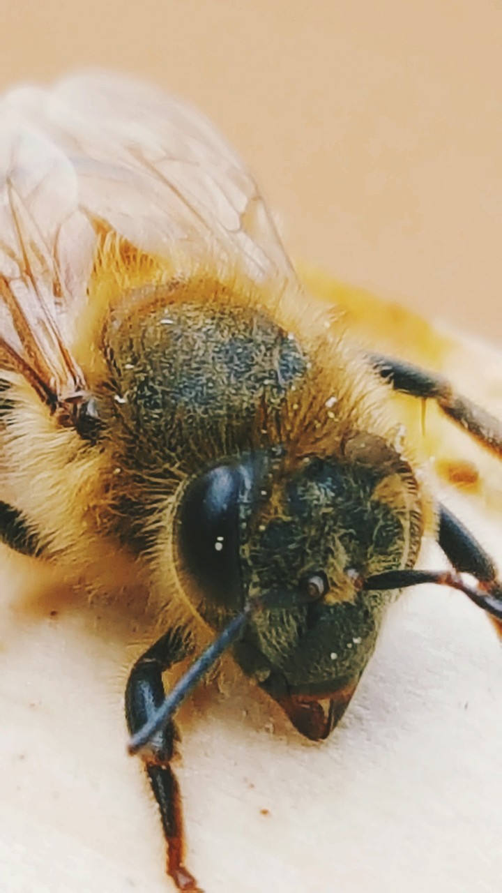 honey bee