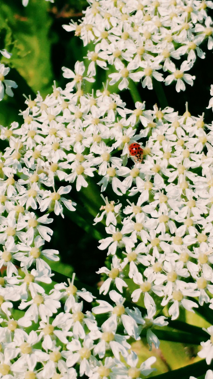 ladybug