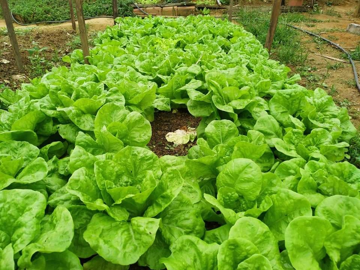 Alface para vocês fazerem uma boa salada.