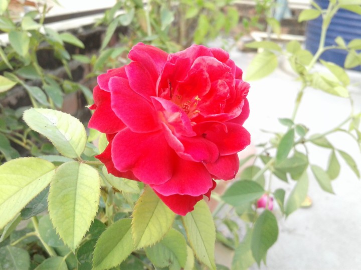 dark reddish pink rose