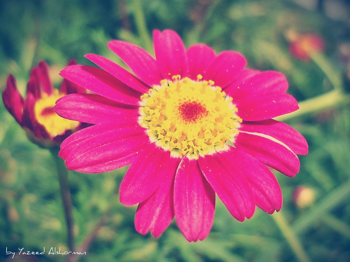 flower