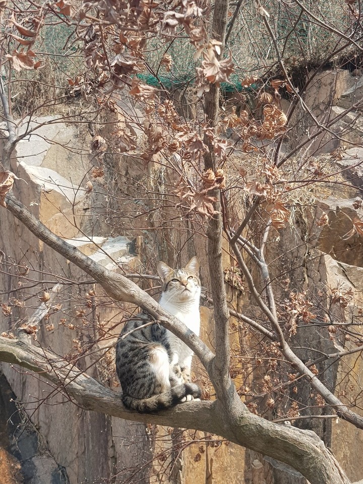 i am tiger