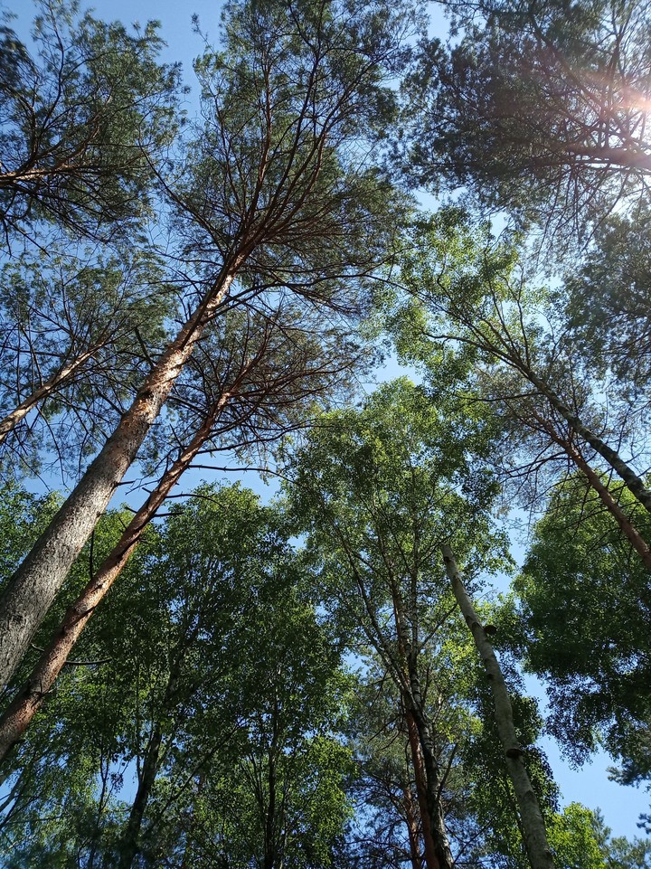 forest trees