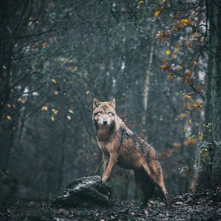 wolf