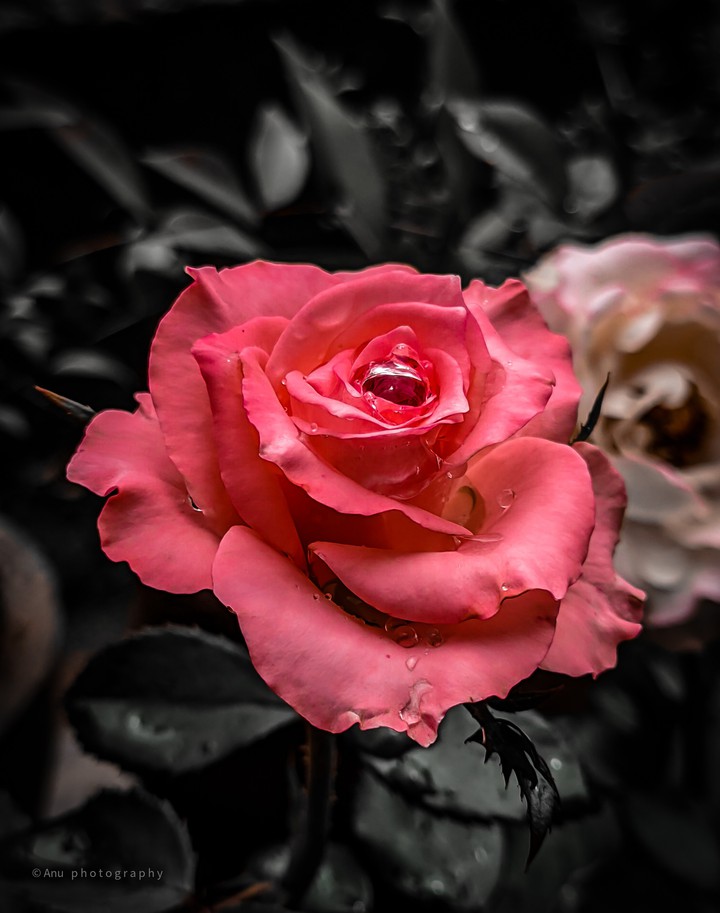 rose for u my love