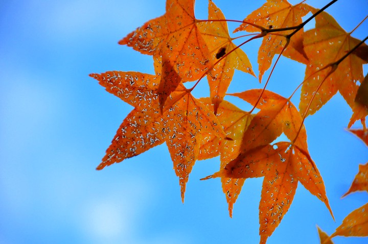 Fall