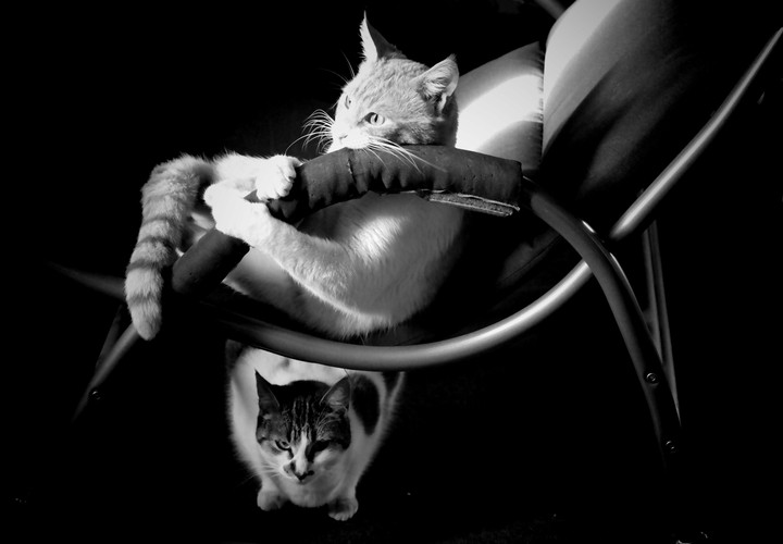 2 Cats