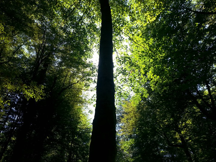 tree