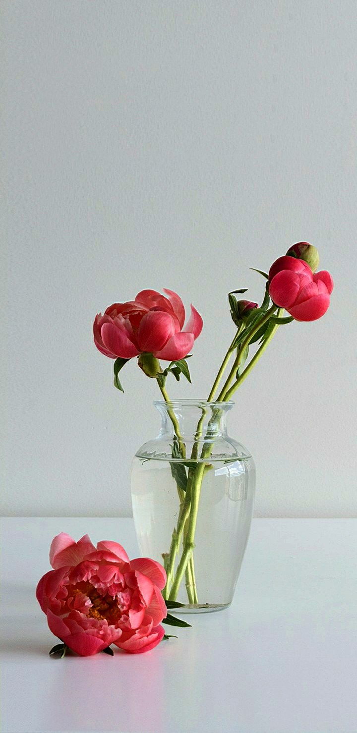 Peonies
