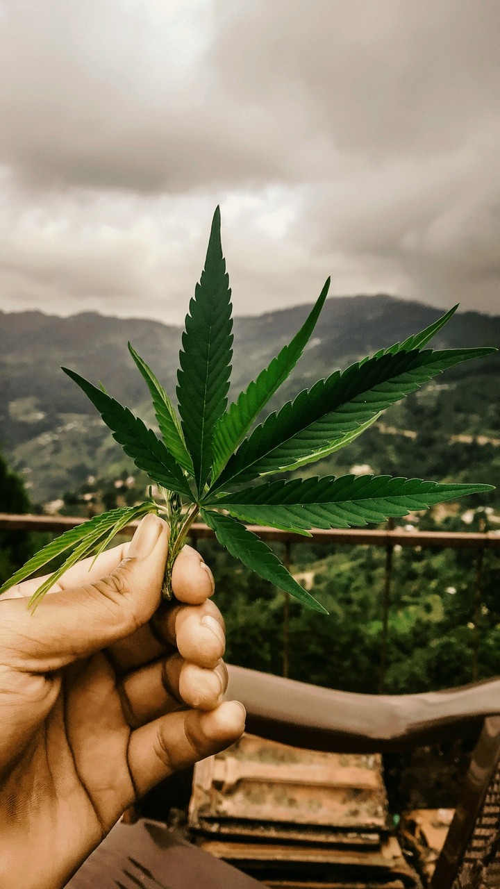weed in nature