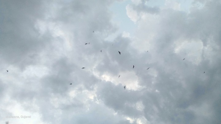 bird