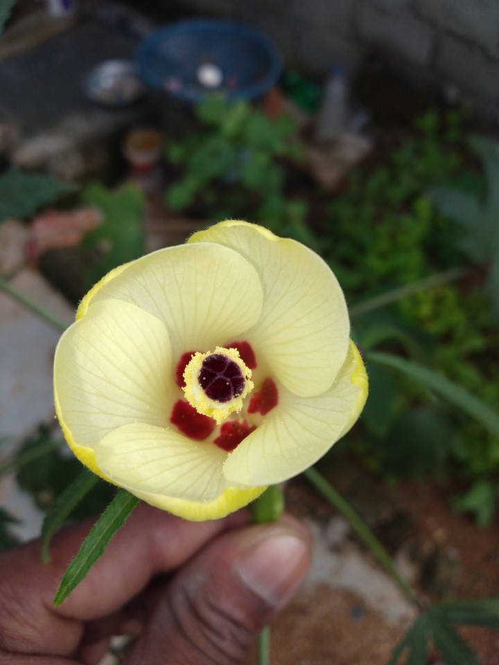 # Flowers
