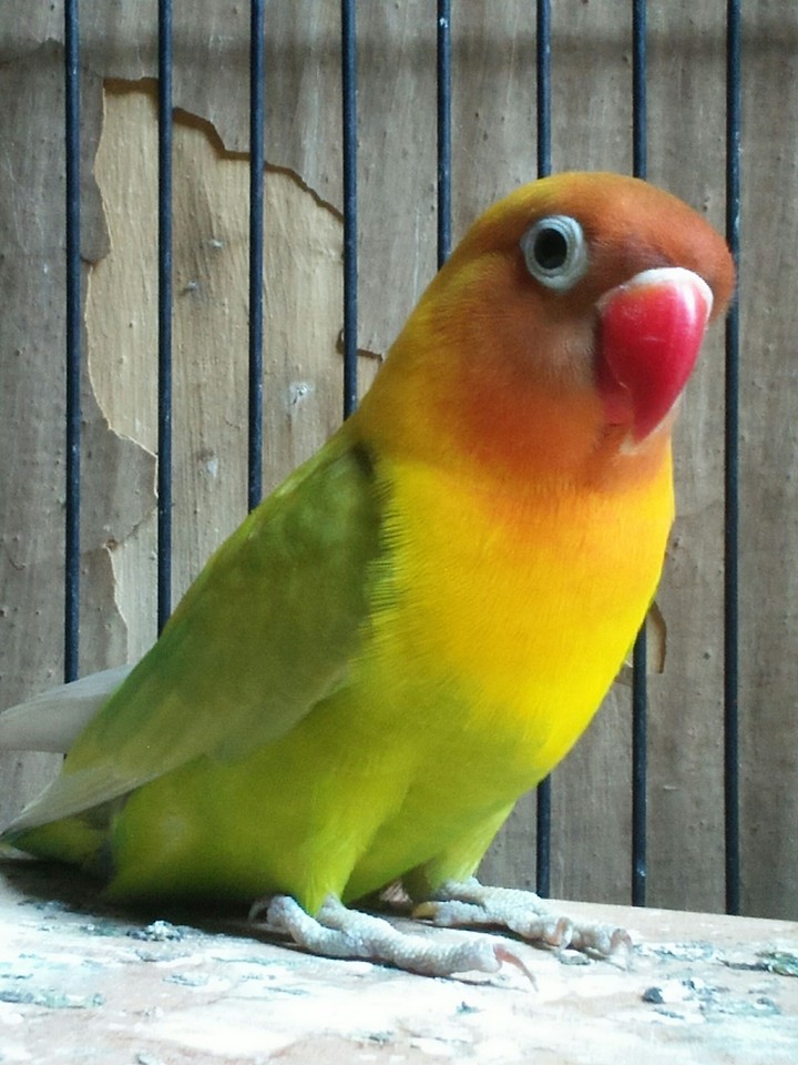 love bird