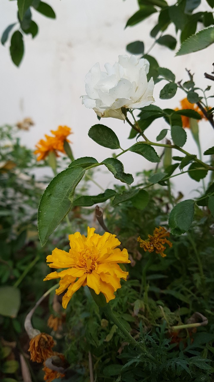 flower