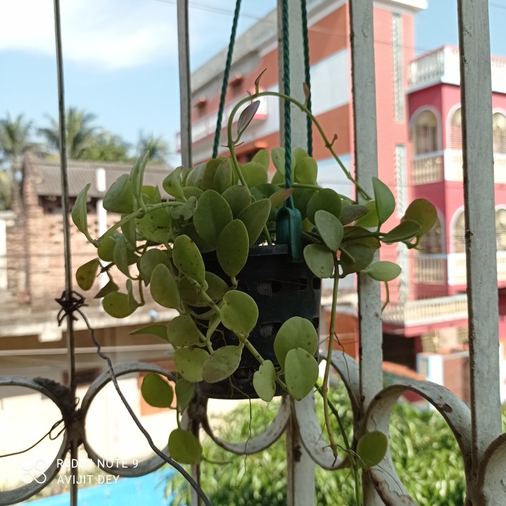 orkid
