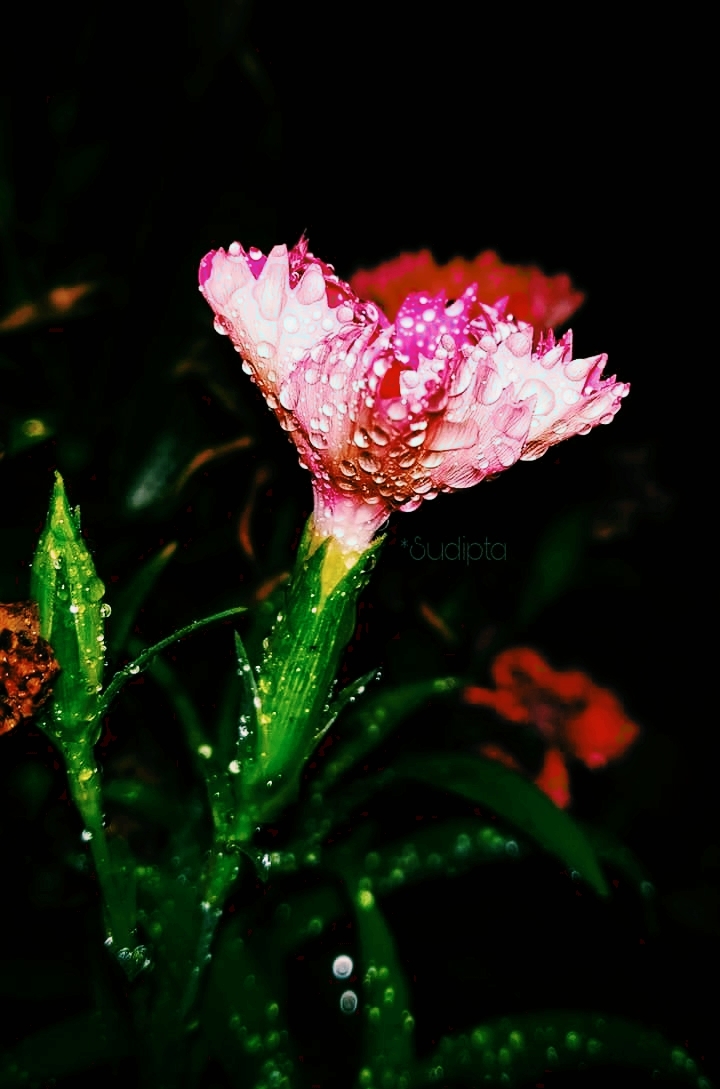 bud