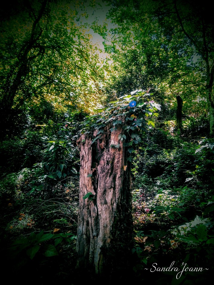 Lost in the woods :)
