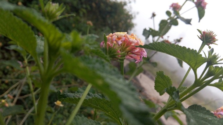 flower