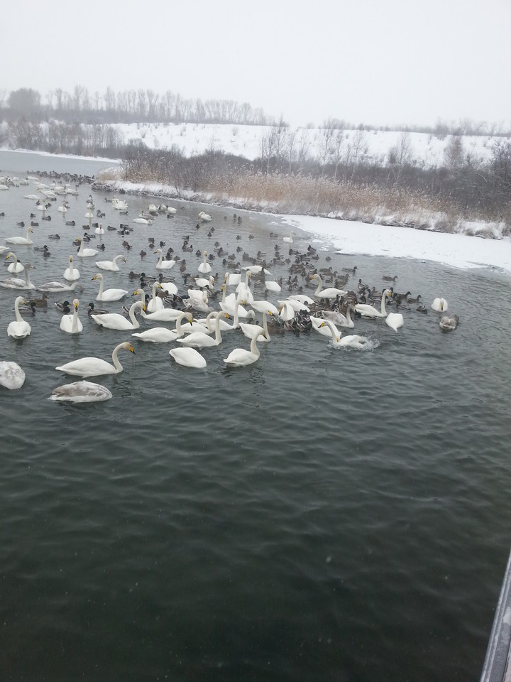 swan