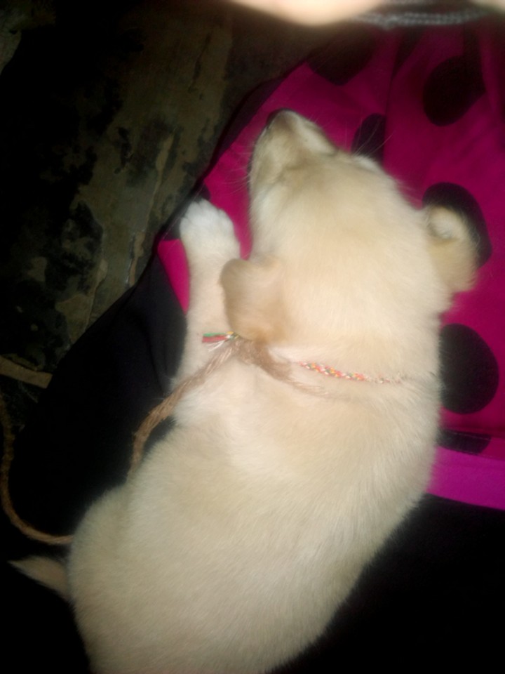 ladduuu