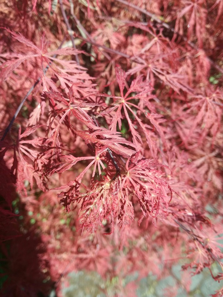 natura