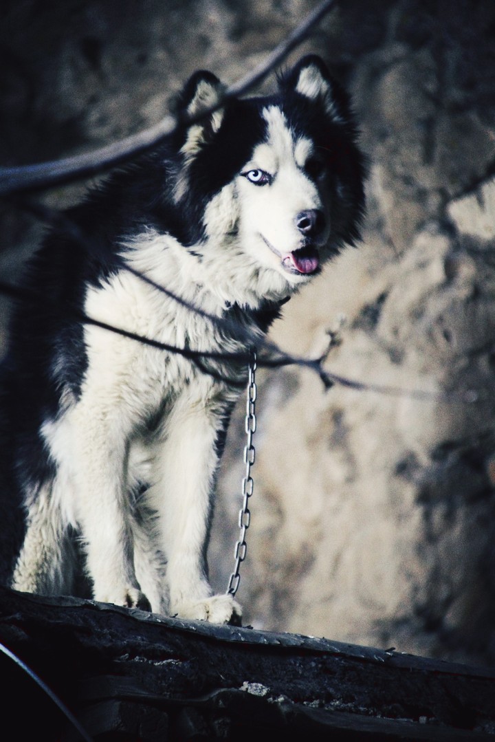 my dog