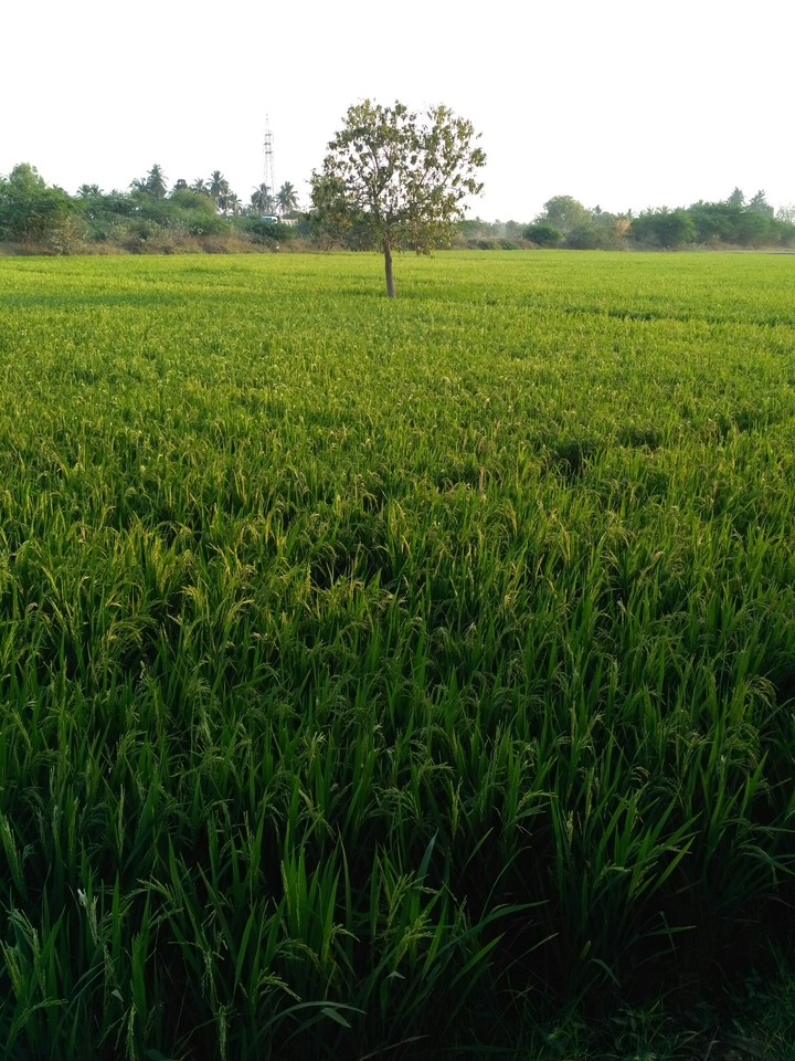 Rice tree