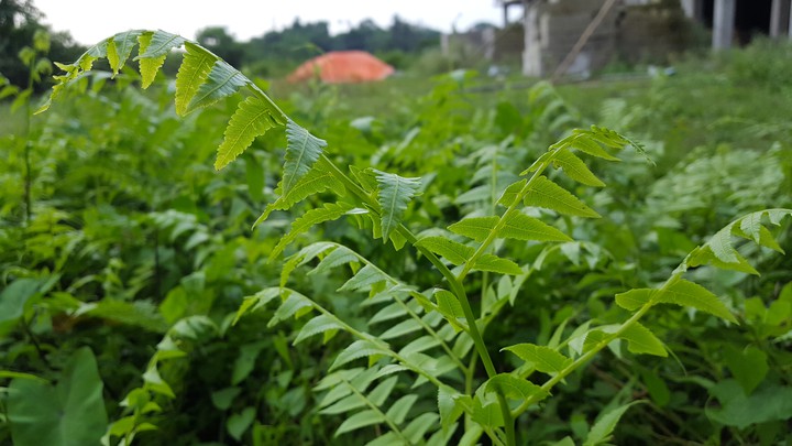 plants