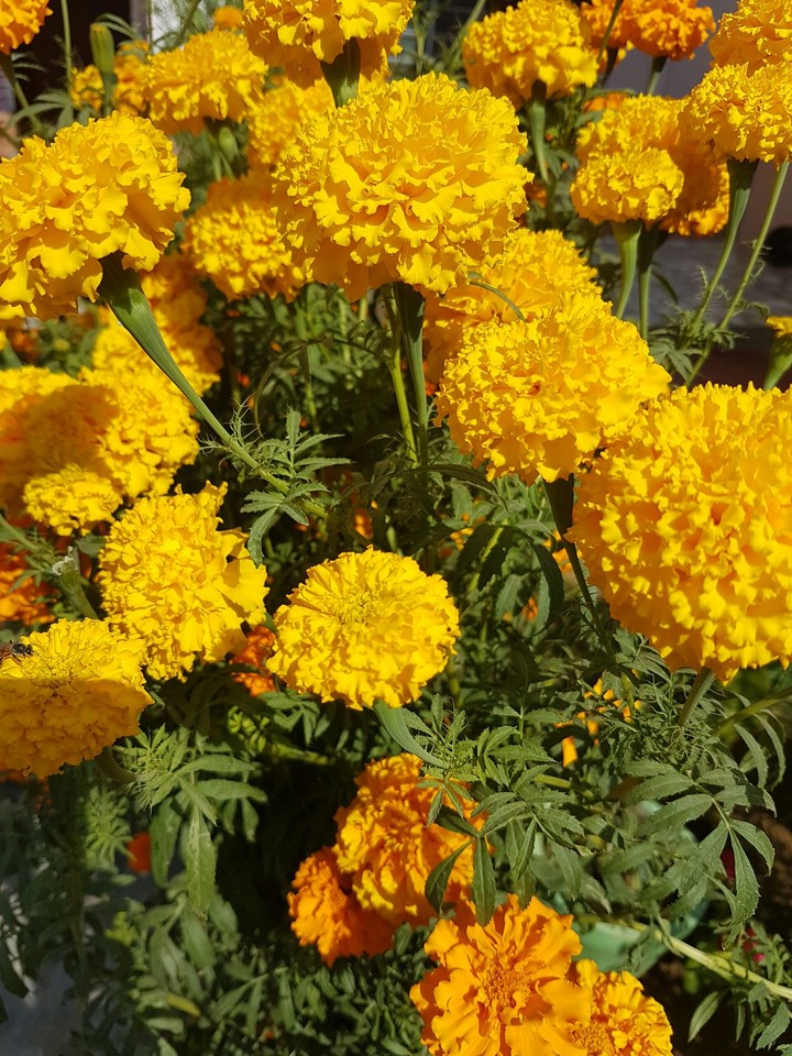 indian flowers