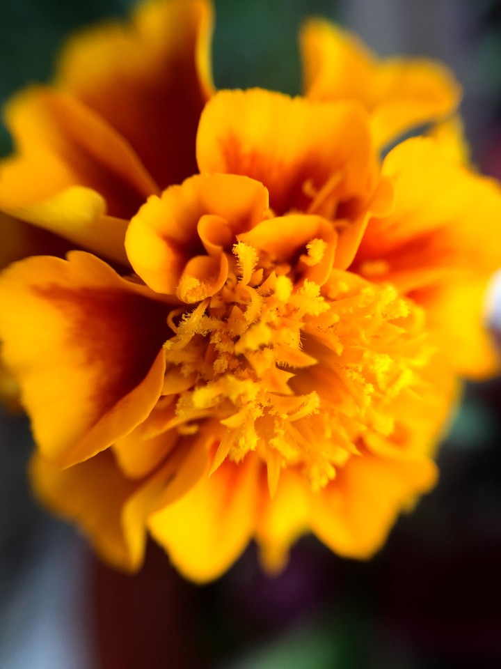 yellow flowers