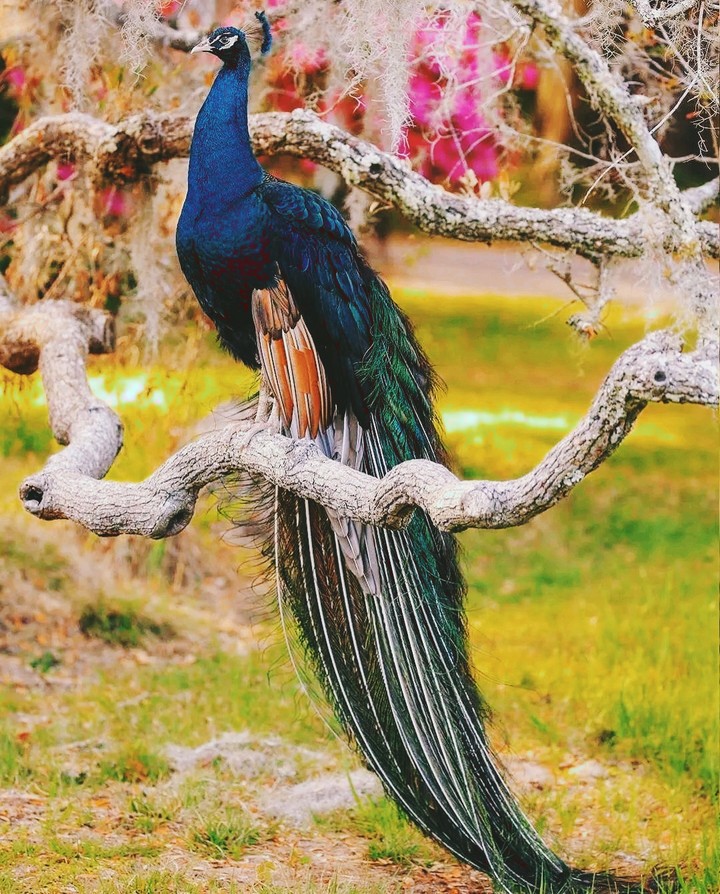 Peacock  ❤