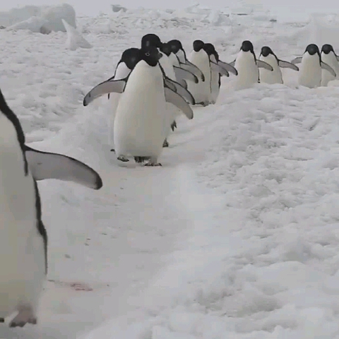 March of the Penguins