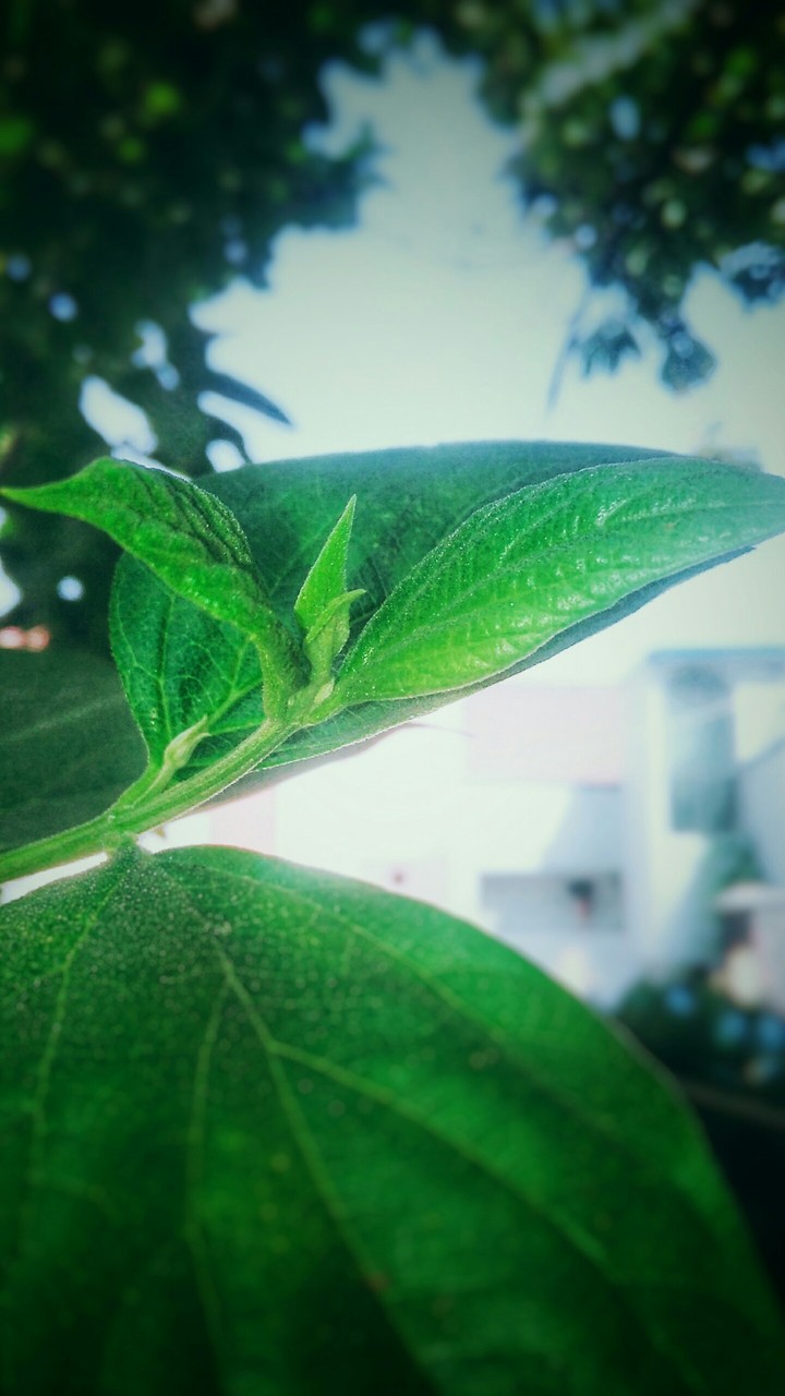 Buds of heaven