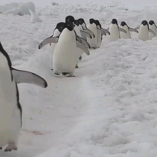 March of the Penguins