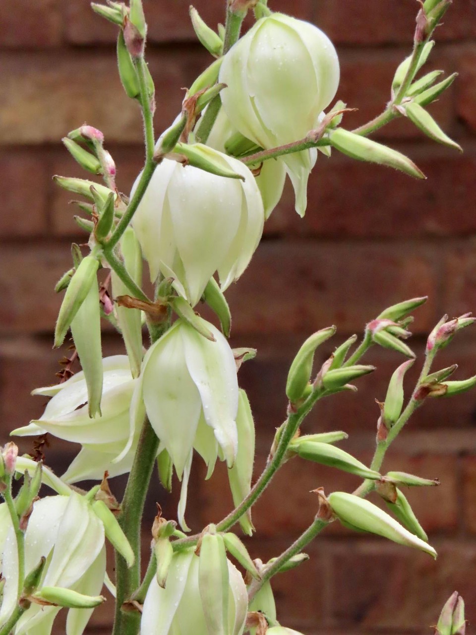 sfondi flower, plant