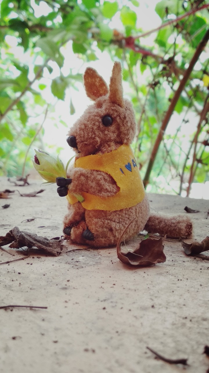 kangaroo