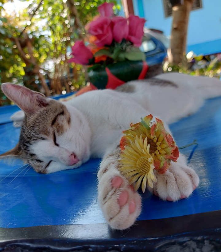 Pink paws
