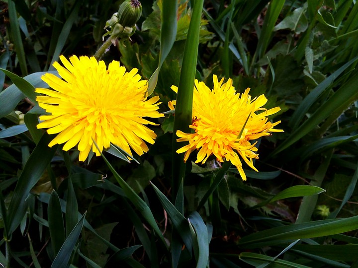 Dandelion