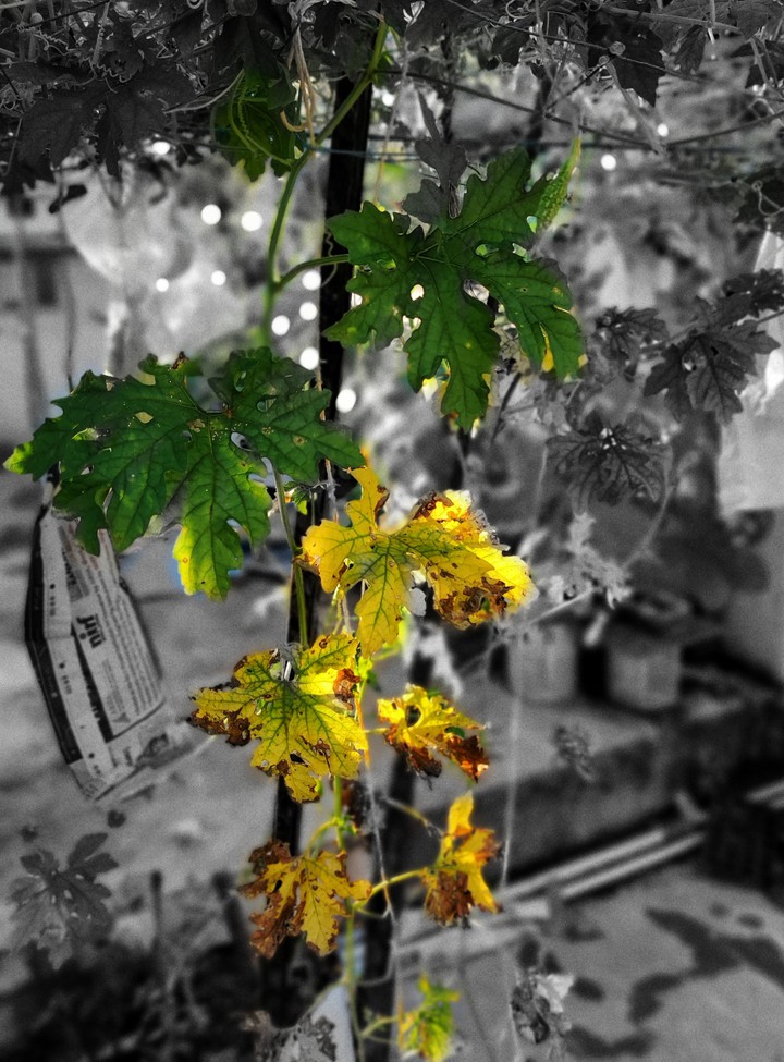 colours of life