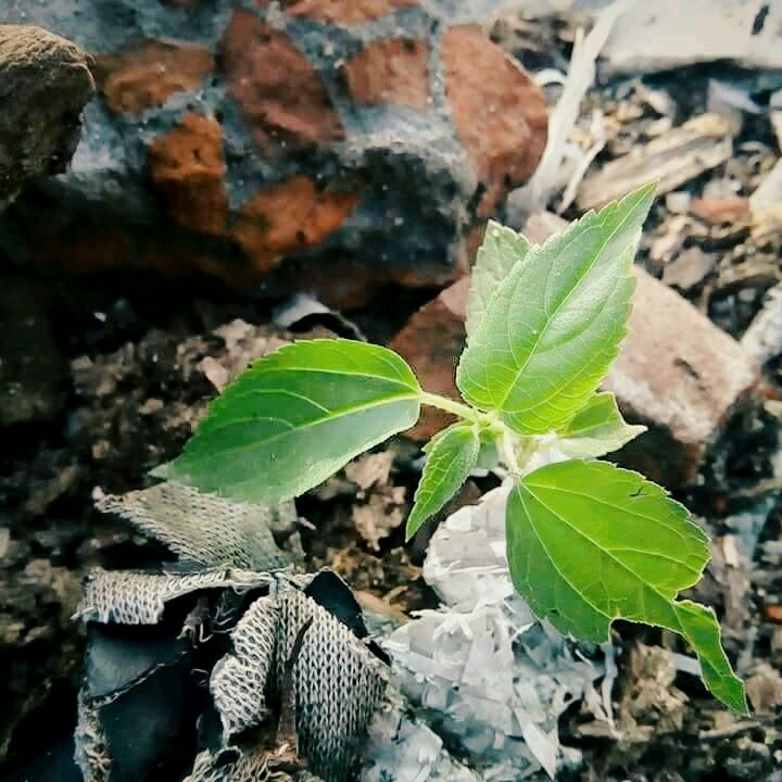 #Clicked 
